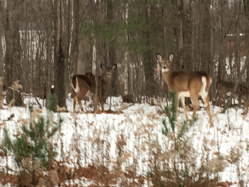 Herd of six (or more) deer in the Pine Cobble neighborhood; photo by Serafina Velázquez